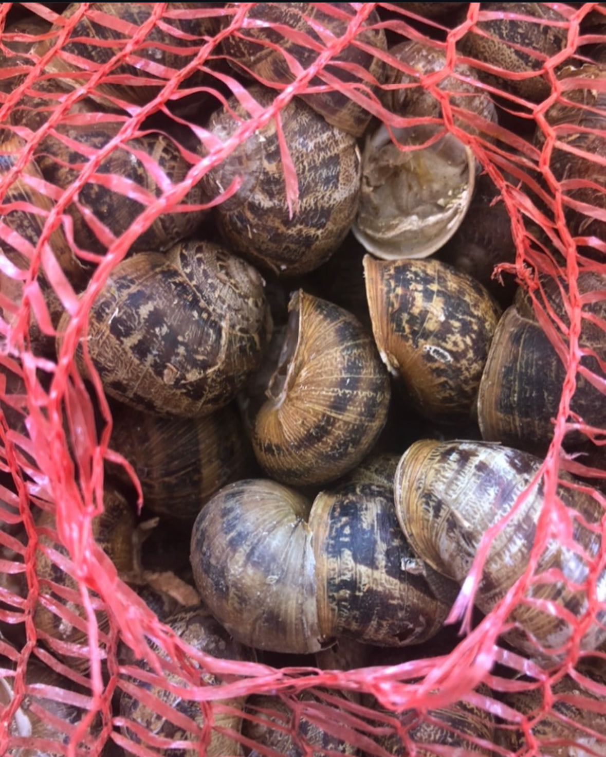 ALIVE SNAILS - Helix Aspersa Muller (petit gris)