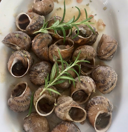 ALIVE SNAILS - Helix Aspersa Muller (petit gris)